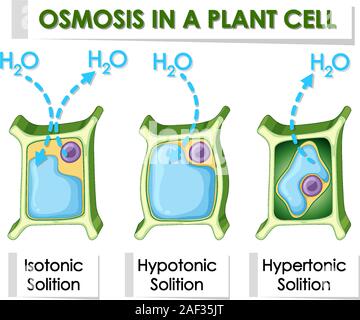 Cell osmosis, cell in isotonic solution, cell in hypertonic solution ...