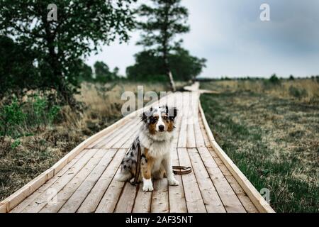 Path at National Park Lueneburger Heide Dog Australian Shepherd Stock Photo