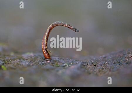 Leech Species (Hirudinea species Stock Photo - Alamy