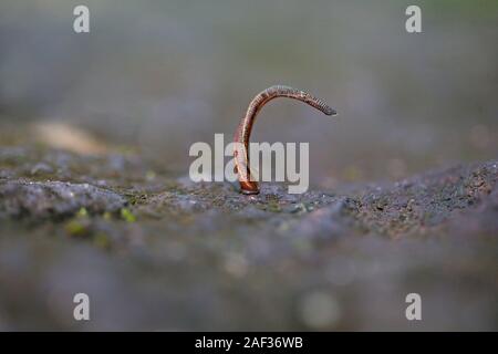 Leech Species (Hirudinea species) Stock Photo