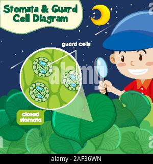 Diagram showing stomata and guard cell diagram illustration Stock Vector