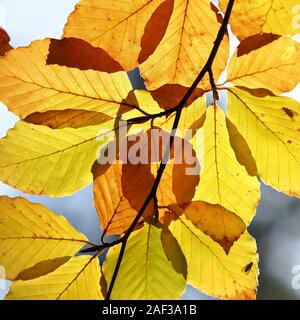 Backlit Beech leaves (Fagus sylvatica) with rich Autumn colours. Tipperary, Ireland Stock Photo