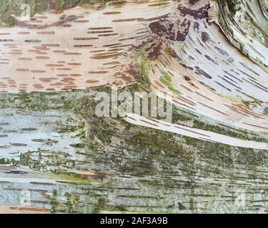 Detail of Birch tree bark. Tipperary, Ireland Stock Photo