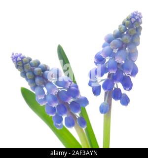 Grape Hyacinths Isolated On White Stock Photo