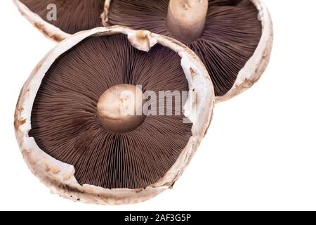 Mushroom close-up from above - white background Stock Photo