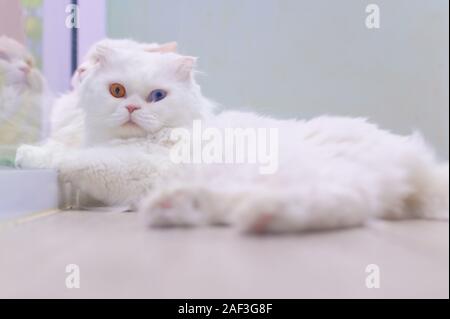 Young cute cat resting on wooden floor. The Scottish Fold long-haired pedigreed kitten. Two eye colors cat Stock Photo
