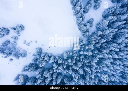 Winter forest with frosty trees, aerial view/ aerial drone view of the snow-covered woods Stock Photo
