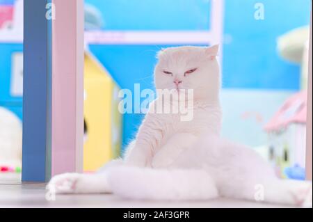 Young cute cat sitting on floor. The Scottish Fold  short-haired pedigreed kitten. Stock Photo
