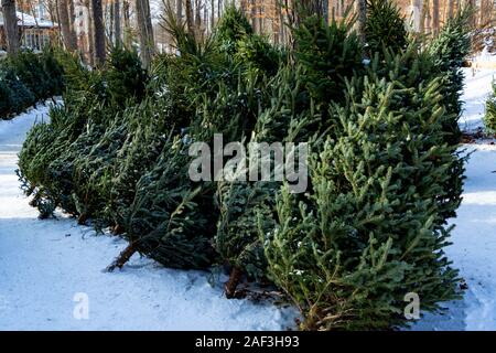 Christmas Tree's set up in lot for purchase during the Christmas Season in Ontario Canada Stock Photo