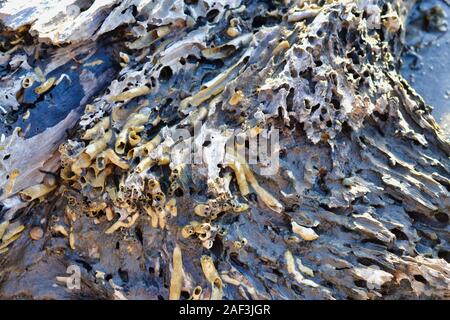 Worm shells on Driftwood log Stock Photo