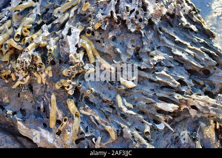 Worm shells on Driftwood log Stock Photo