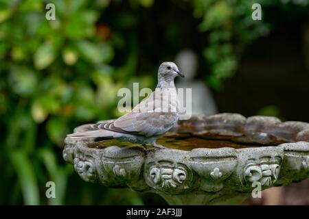 Eurasian collared dove-Streptopelia decaocto. Stock Photo