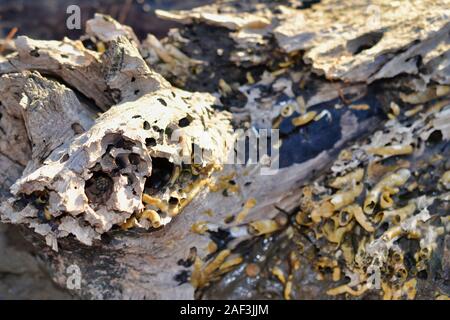 Worm shells on Driftwood log Stock Photo