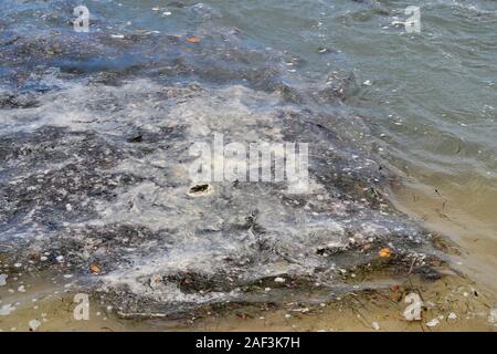 Huge cluster of seaweed floating near the shore after intense storm. Stock Photo