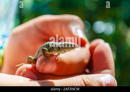 Closeup shot of Dalmatian wall lizard Podarcis melisellensis in the family of Lacertidae sitting on the fingers of human hands in Italy Stock Photo