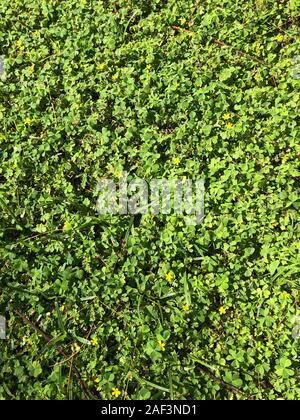 Glade of green blooming clover, garden near the house. Natural flower, Irish sign. Stock Photo