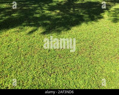 Glade of green blooming clover, garden near the house. Natural flower, Irish sign. Stock Photo