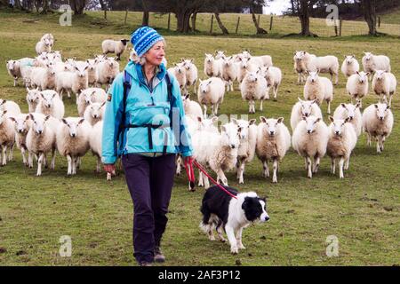 A woman walking on the Offa's dyke footpath with a Border Collie dog through a field of sheep near Newchurch, Wales. Stock Photo