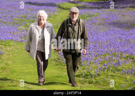 An old couple walking through Bluebells above Austwick in the Yorkshire Dales, UK. Stock Photo