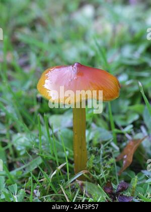 Hygrocybe conica, known as the  blackening waxcap, witch's hat, conical wax cap or conical slimy cap, wild mushrooms from Finland Stock Photo