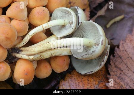 Hypholoma fasciculare, known as the sulphur tuft, sulfur tuft or clustered woodlover, poisonous mushrooms from Finland Stock Photo