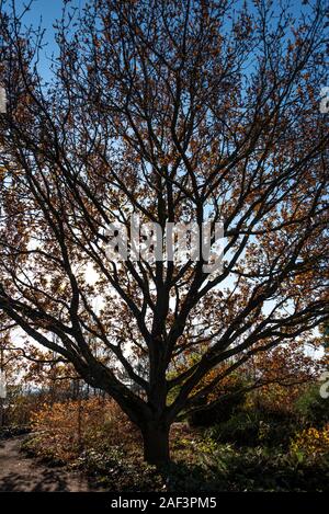 Quercus Robur, Quercus pedunculata, Fagaceae, English oak, Common Oak. In early winter with some good autumn colour. Stock Photo