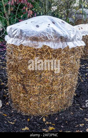 Tender plants protected against the cold and wet weather. Wrapped in straw with a covering of plastic repelling most rain water. Stock Photo