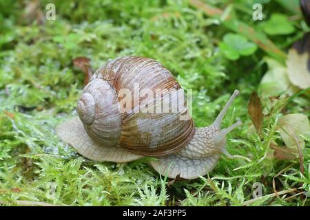 Helix pomatia, known as the Roman snail, Burgundy snail, edible snail or escargot, a species of large, edible, air-breathing land snail Stock Photo