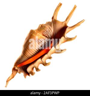 Millipede Spider Conch (Lambis millepeda) 13cm Stock Photo