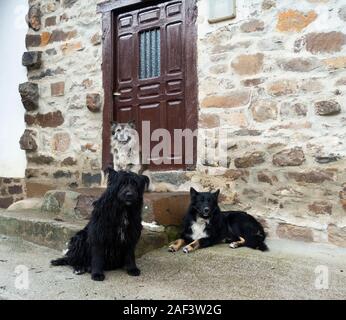 Three dogs outside house in village in Spain Stock Photo