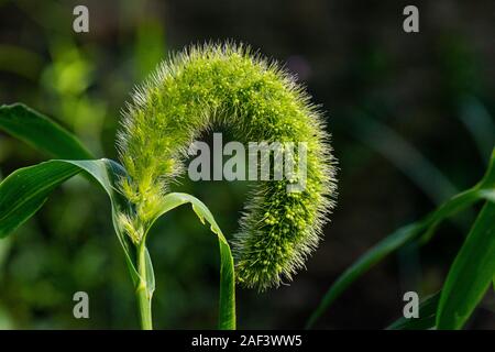 The flowering panicle of a plains bristle grass (Setaria macrostachya) Stock Photo