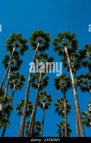 Palms swaying in the wind, sunset, low angle view , Malaga, Anadalucia, Spain Stock Photo