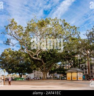 Big Moreton Bay fig, Australian banyan Ficus, macrophylla in Alameda of Malaga with kiosk underneath, Andalusia, Spain. Stock Photo