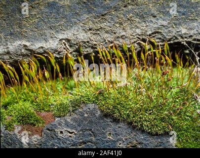 Wall screw moss, Tortula muralis, growing in a mortar joint Stock Photo