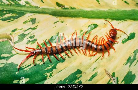 Tropical centipede, Scolopendra dehaani, Malaysia, commonly found in oil palm plantations Stock Photo