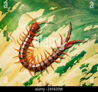 Tropical centipede, Scolopendra dehaani, Malaysia, commonly found in oil palm plantations Stock Photo