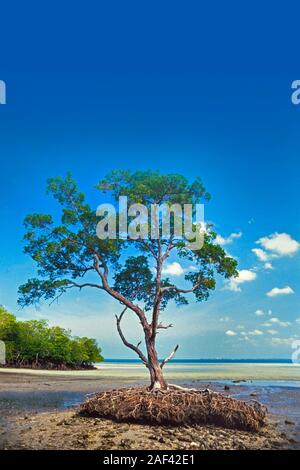 Mangrove tree, Avicennia sp. low tide, Malaysia Stock Photo