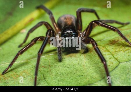 Black wall spider, Amaurobius similis Stock Photo