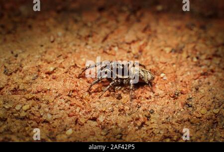 Zebra spider, Salticus scenicus Stock Photo