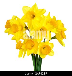 Bright studio shot of a bunch of blossoming daffodils isolated on white background Stock Photo