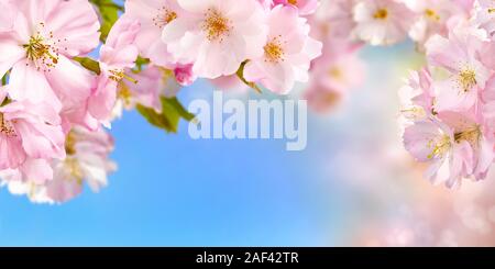 Blue and pink wide background with cherry blossoms framing the bright vibrant sky, shallow focus