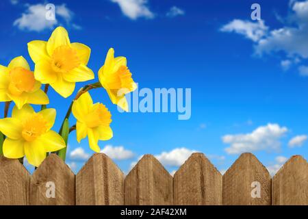 Daffodils - Blossoming bright yellow spring flowers behind a wooden fence in front of the deep blue sky with a few fluffy white clouds Stock Photo