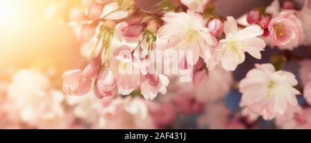 Wide format closeup of Cherry blossoms with blurred background and warm sunshine. Filtered colors in retro-style emphasize the softness of the flowers Stock Photo