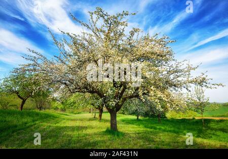 Idyllic rural landscape in spring. A beautifully blossoming apple tree in mid-frame standing on a fresh green meadow is emphasized by a vivid sky with Stock Photo