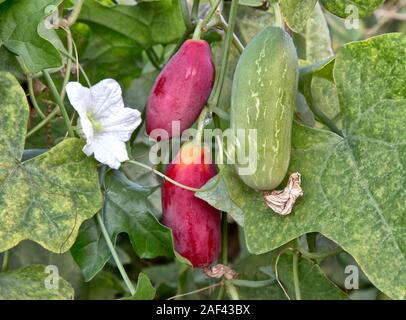 Tindora  'Coccinia grandis'  Scarlet-fruited Ivy gound on vine, new white blossom, also known as Scarlet Gourd, Thai spinach & Korai. Stock Photo