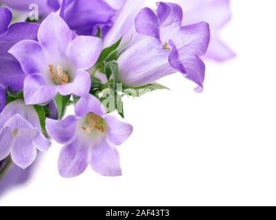 Studio shot of light purple campanula bluebell flowers isolated on pure white background Stock Photo
