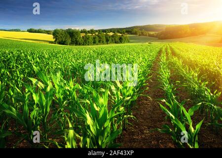 Rows of young corn plants on a fertile field with dark soil in beautiful warm sunshine, fresh vibrant colors Stock Photo