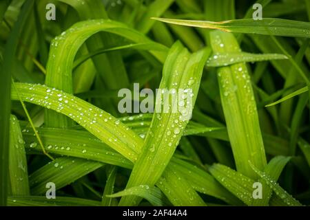 Dew drops on grass in an Ontario, Canada garden. Stock Photo