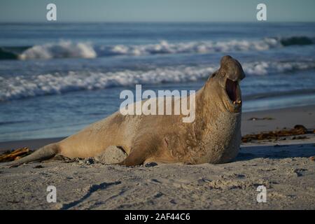 Male Southern Elephant Seal (Mirounga leonina) with mouth open and roaring during the breeding season on Sea Lion Island in the Falkland Islands. Stock Photo