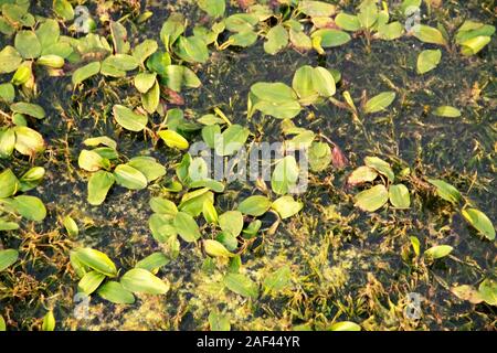 Swamp Habitat. An area of low-lying, uncultivated ground where water collects. Home for different kinds of birds and creatures. Stock Photo